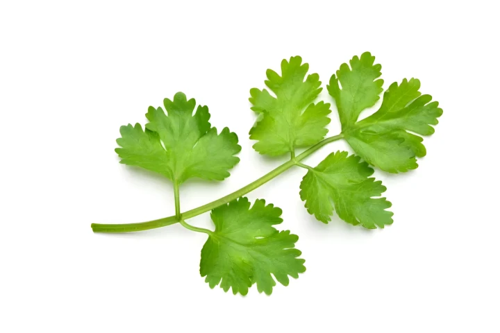 Top 8 health benefits of cilantro